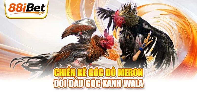 Chiến kê góc đỏ Meron đối đầu góc xanh Wala