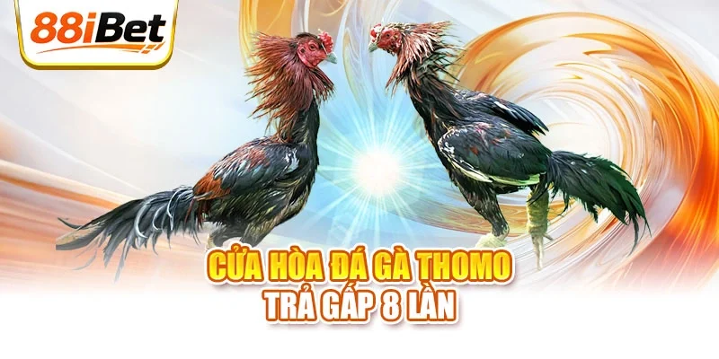 Cửa hòa đá gà Thomo trả gấp 8 lần