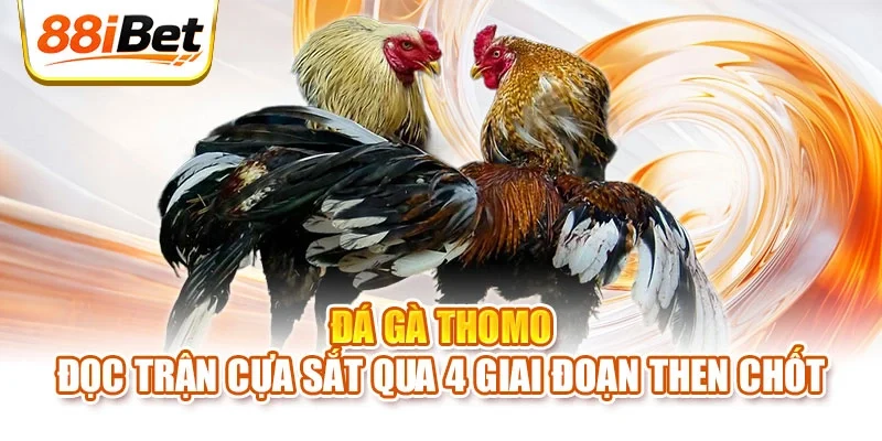 Đá gà Thomo