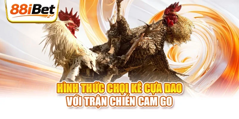 Hình thức chọi kê cựa dao với trận chiến cam go