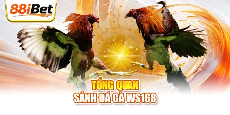 Tổng quan sảnh đá gà WS168